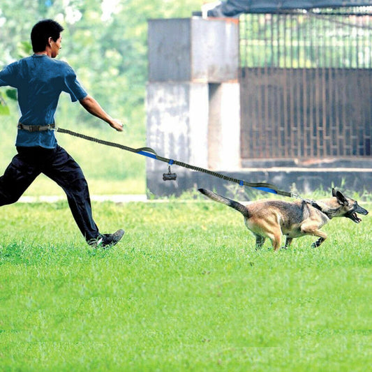 Hands Free Dog Leash